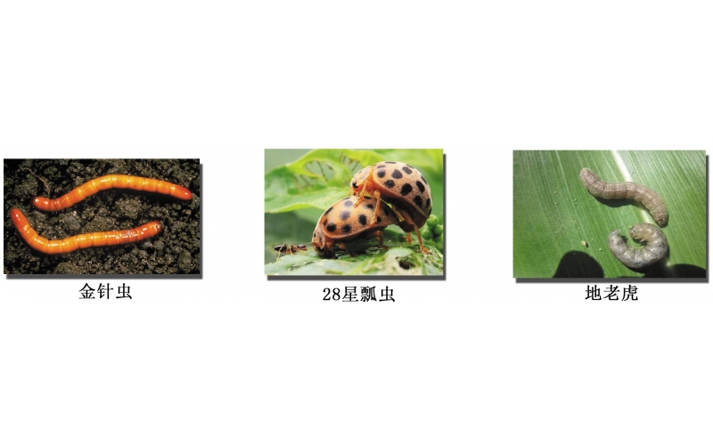 常見馬鈴薯病蟲害及防治措施