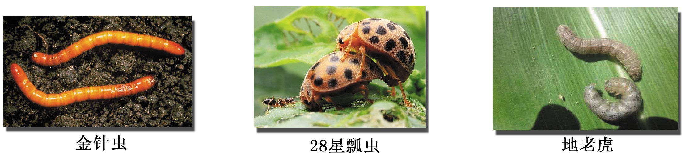 沙洋縣天琪家庭農場有限公司
