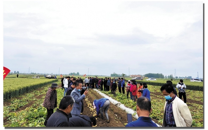 長磊公司種薯用戶在(zài)各地(dì / de)大(dà)田種植效果