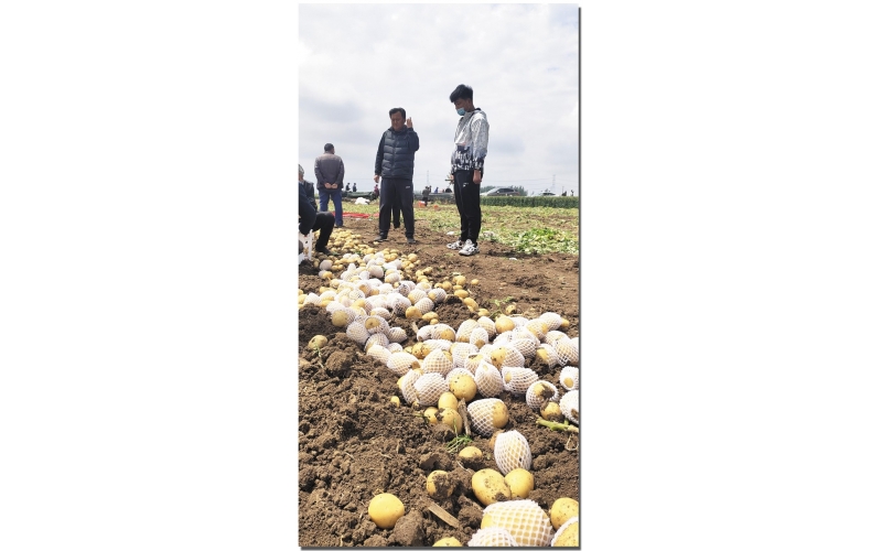長磊公司種薯用戶在(zài)各地(dì / de)大(dà)田種植效果