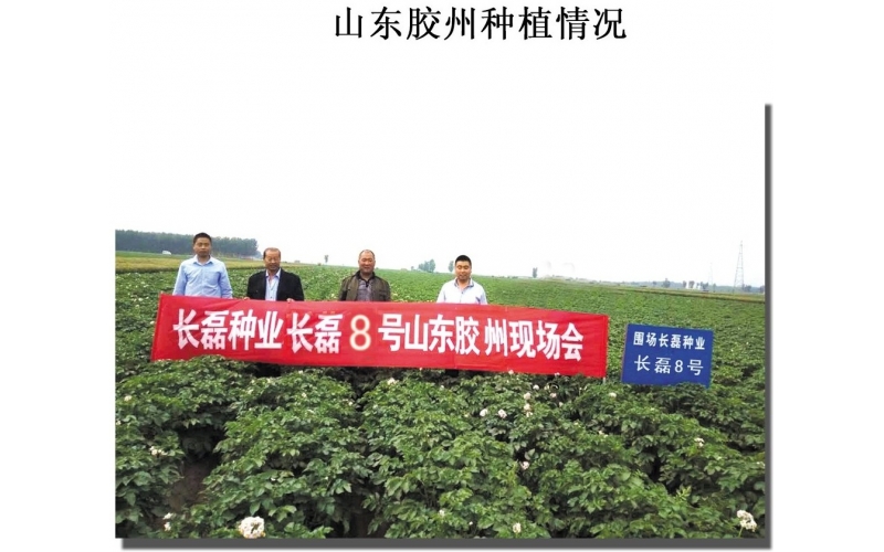 長磊公司種薯用戶在(zài)各地(dì / de)大(dà)田種植效果