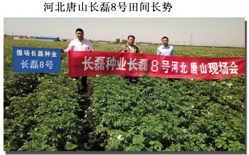 長磊公司種薯用戶在(zài)各地(dì / de)大(dà)田種植效果