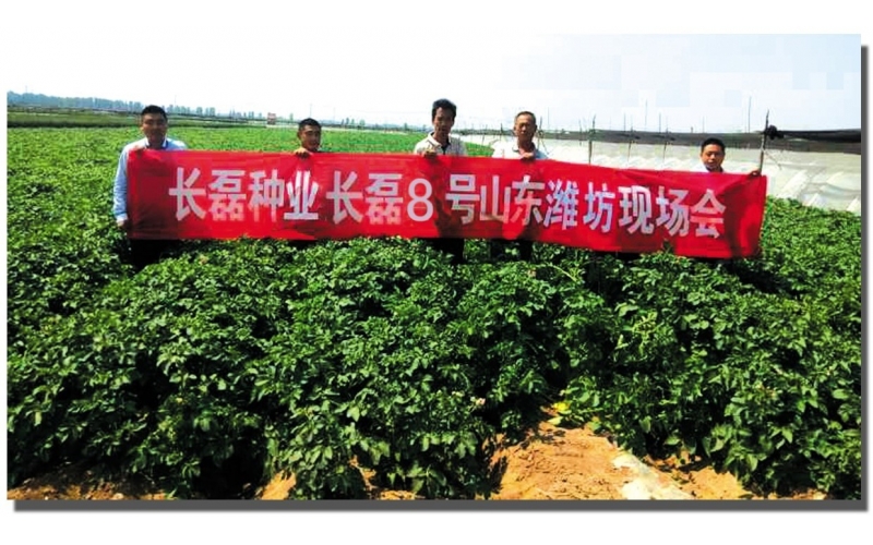 長磊公司種薯用戶在(zài)各地(dì / de)大(dà)田種植效果