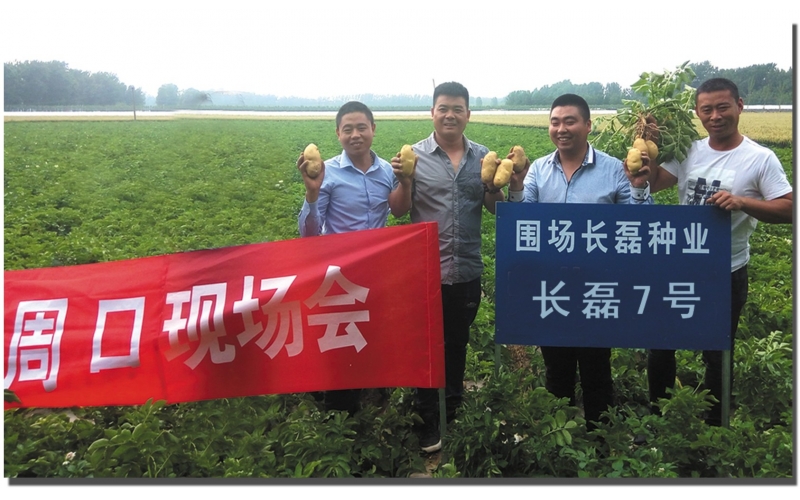 長磊公司種薯用戶在(zài)各地(dì / de)大(dà)田種植效果
