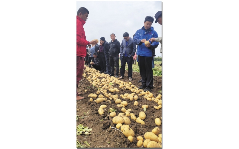 長磊公司種薯用戶在(zài)各地(dì / de)大(dà)田種植效果