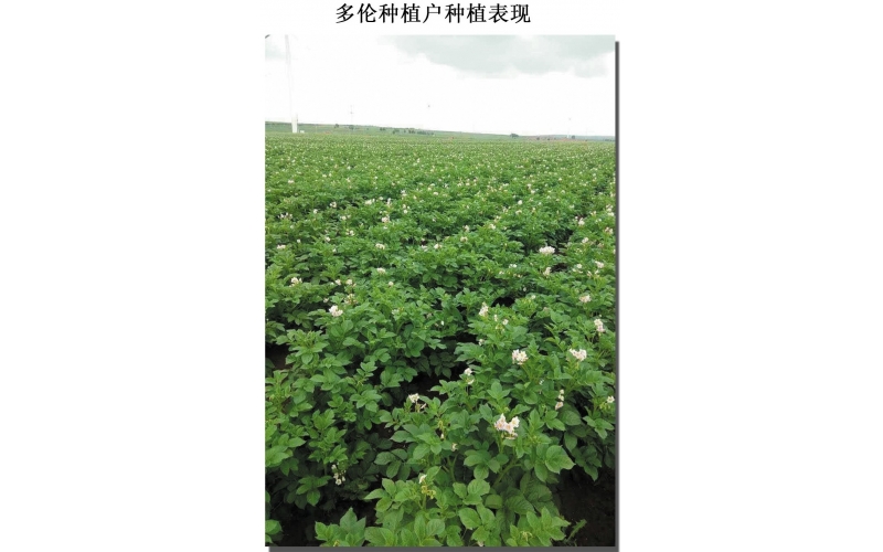 長磊公司種薯用戶在(zài)各地(dì / de)大(dà)田種植效果