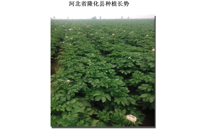 長磊公司種薯用戶在(zài)各地(dì / de)大(dà)田種植效果