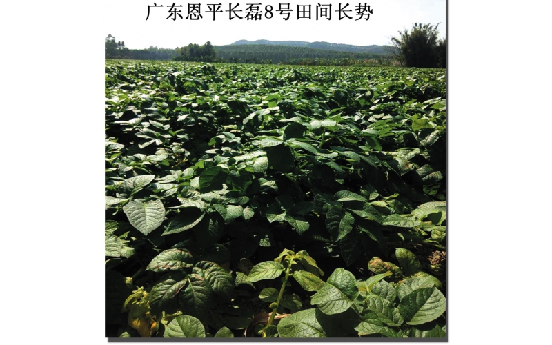長磊公司種薯用戶在(zài)各地(dì / de)大(dà)田種植效果