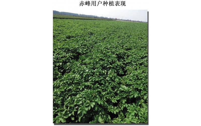 長磊公司種薯用戶在(zài)各地(dì / de)大(dà)田種植效果