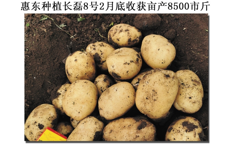 長磊公司種薯用戶在(zài)各地(dì / de)大(dà)田種植效果