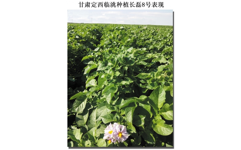 長磊公司種薯用戶在(zài)各地(dì / de)大(dà)田種植效果