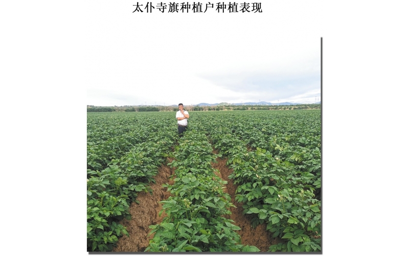 長磊公司種薯用戶在(zài)各地(dì / de)大(dà)田種植效果