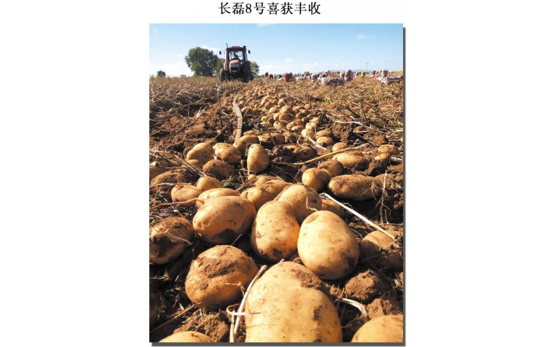 長磊公司種薯用戶在(zài)各地(dì / de)大(dà)田種植效果