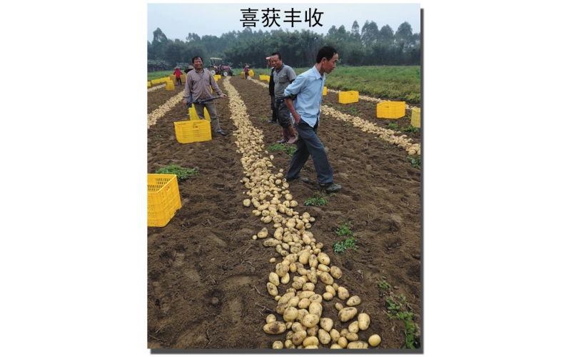 長磊公司種薯用戶在(zài)各地(dì / de)大(dà)田種植效果