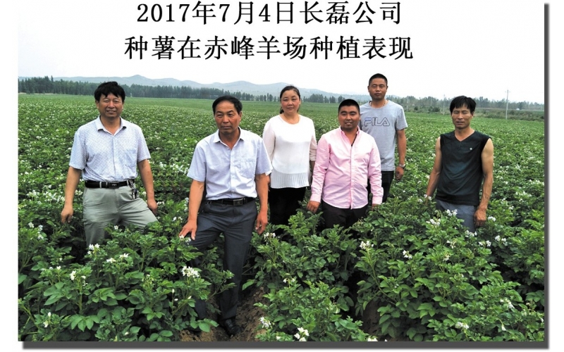 長磊公司種薯用戶在(zài)各地(dì / de)大(dà)田種植效果