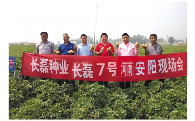 長磊公司種薯用戶在(zài)各地(dì / de)大(dà)田種植效果