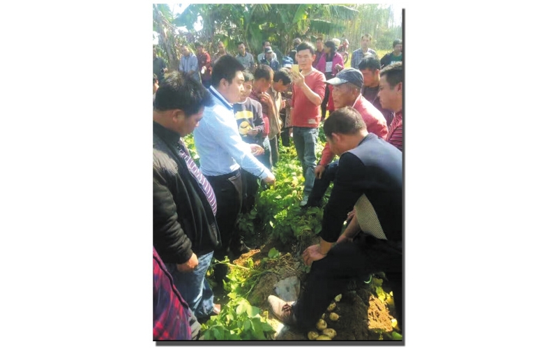 長磊公司種薯用戶在(zài)各地(dì / de)大(dà)田種植效果